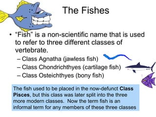 The fish used to be placed in the now-defunct Class
Pisces, but this class was later split into the three
more modern clas...