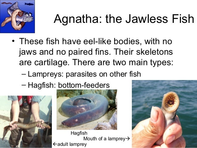 What are examples of jawless fish?