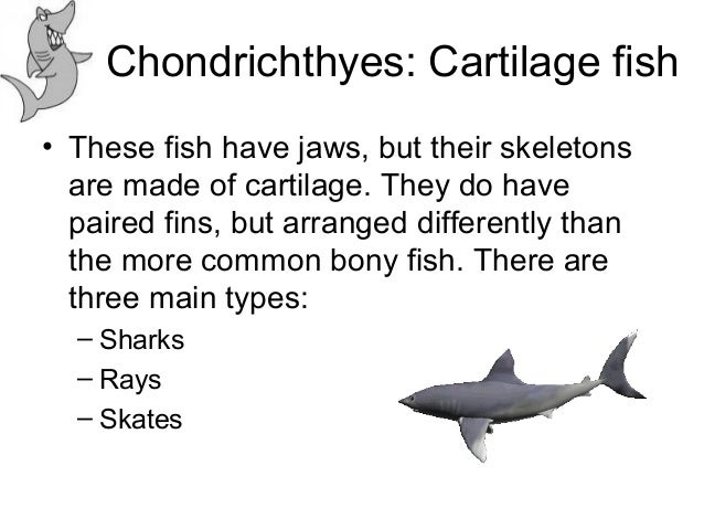 The vertebrates osteichthyes diagram 