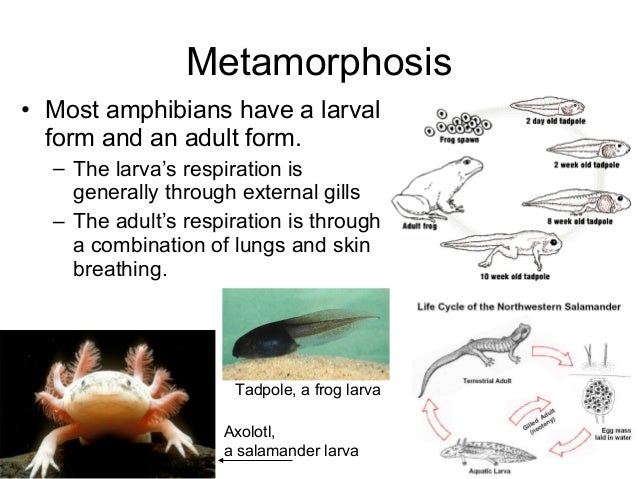 The vertebrates lobe fish diagrams 