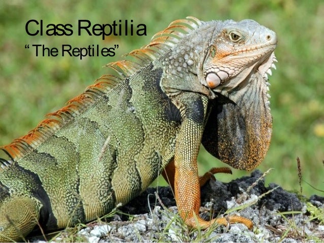 The vertebrates