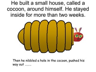 He built a small house, called a cocoon, around himself. He stayed inside for more than two weeks. Then he nibbled a hole in the cocoon, pushed his way out ………