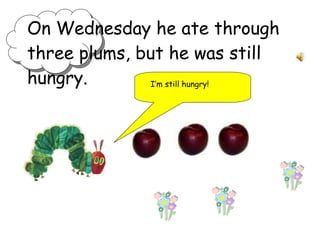 On Wednesday he ate through three plums, but he was still hungry. I’m still hungry!