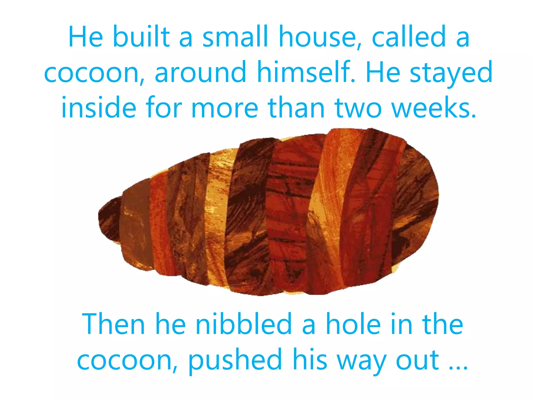 He built a small house, called a
cocoon, around himself. He stayed
inside for more than two weeks.
Then he nibbled a hole in the
cocoon, pushed his way out …