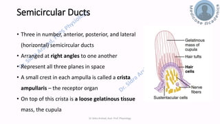 Balance and Equilibrium - The Vestibular System | PDF