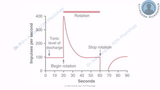 Balance and Equilibrium - The Vestibular System | PDF