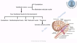 Balance and Equilibrium - The Vestibular System | PDF