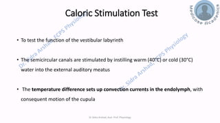 Balance and Equilibrium - The Vestibular System | PDF
