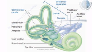 Balance and Equilibrium - The Vestibular System | PDF
