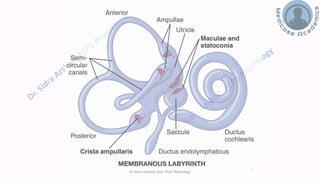 Balance and Equilibrium - The Vestibular System | PDF