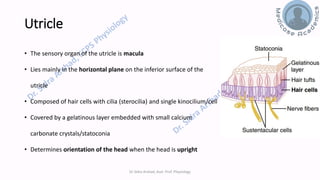 Balance and Equilibrium - The Vestibular System | PDF
