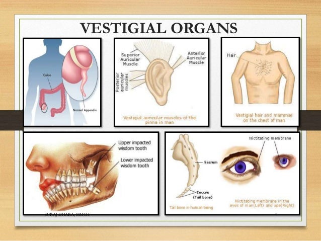 THE VESTIGIALS the-vestigials