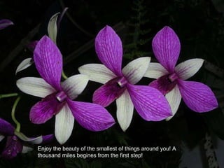 Enjoy the beauty of the smallest of things around you! A thousand miles begines from the first step!  