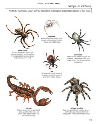 Spider - Visual Dictionary