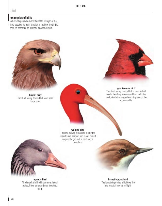The visual dictionary of animal kingdom