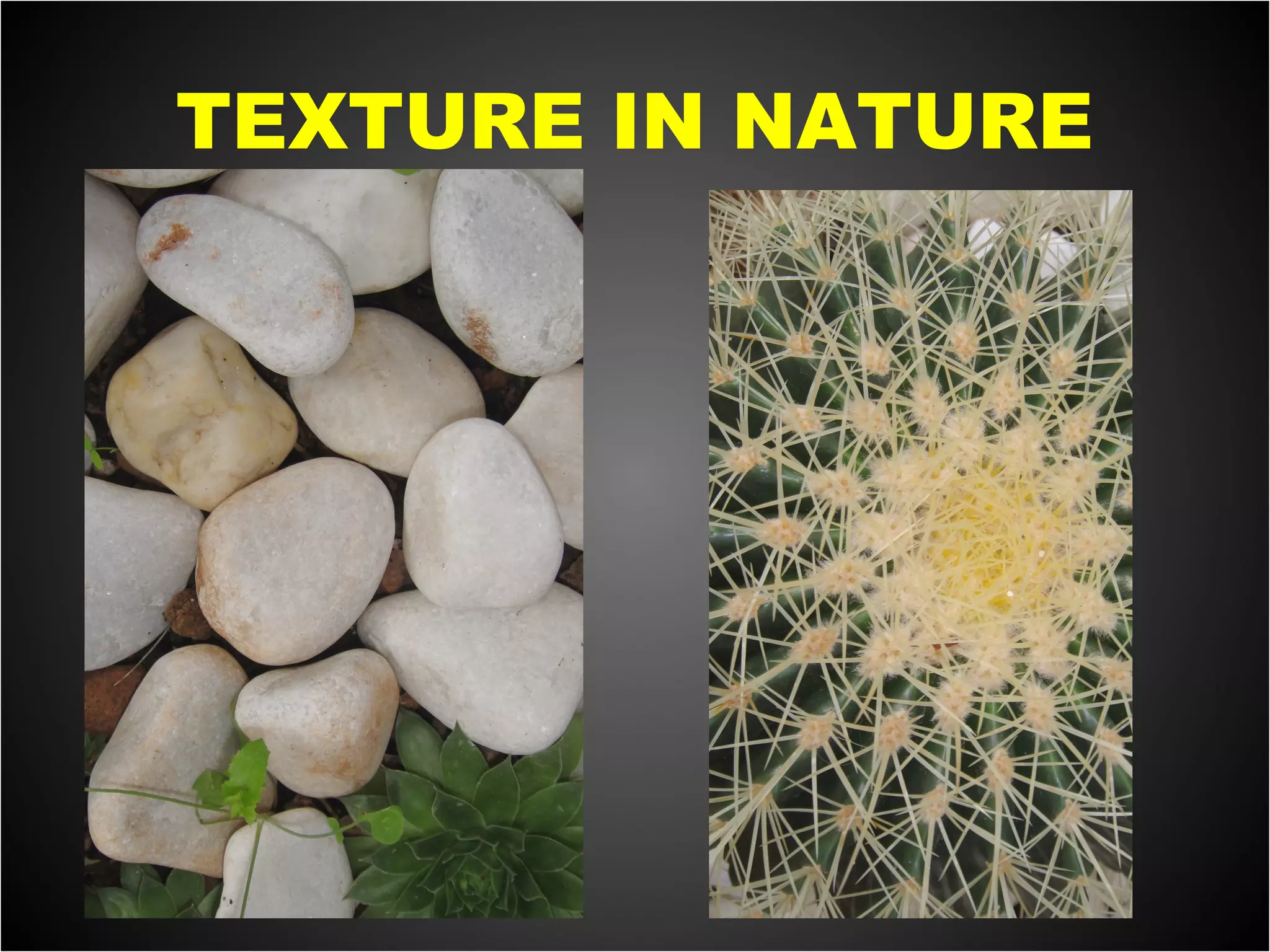 TEXTURE IN NATURE
 