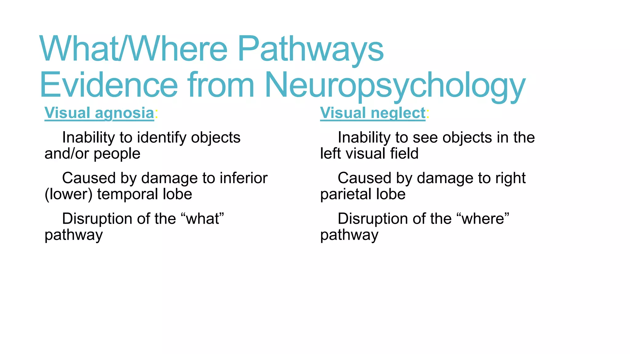 The visual system | PDF