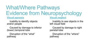What/Where Pathways
Evidence from Neuropsychology
Visual agnosia:
Inability to identify objects
and/or people
Caused by damage to inferior
(lower) temporal lobe
Disruption of the “what”
pathway
Visual neglect:
Inability to see objects in the
left visual field
Caused by damage to right
parietal lobe
Disruption of the “where”
pathway
 