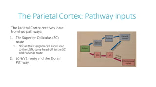 The Parietal Cortex: Pathway Inputs
The Parietal Cortex receives input
from two pathways:
1. The Superior Colliculus (SC)
route
1. Not all the Ganglion cell axons lead
to the LGN, some head off to the SC
and Pulvinar route
2. LGN/V1 route and the Dorsal
Pathway
 