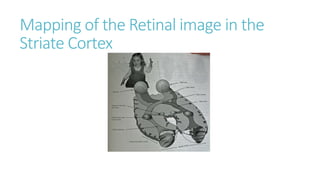 Mapping of the Retinal image in the
Striate Cortex
 