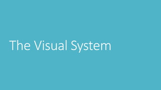 The Visual System
 
