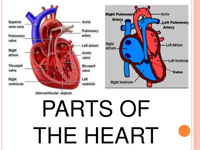 Heart