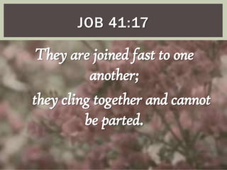 JOB 41:17

They are joined fast to one
another;
they cling together and cannot
be parted.

 