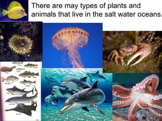 There are may types of plants and animals that live in the salt water oceans. 