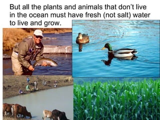 But all the plants and animals that don’t live in the ocean must have fresh (not salt) water to live and grow. 