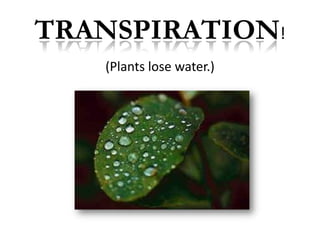 TRANSPIRATION!(Plants lose water.)