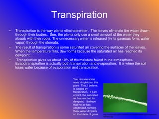 Transpiration Transpiration is the way plants eliminate water.  The leaves eliminate the water drawn through their bodies.  See, the plants only use a small amount of the water they absorb with their roots. The unnecessary water is released (in its gaseous form, water vapor) through the stomata. The result of transpiration is some saturated air covering the surfaces of the leaves.  When the temperature falls, dew forms because the saturated air has reached its dewpoint. Transpiration gives us about 10% of the moisture found in the atmosphere.  Evapotranspiration is actually both transpiration and evaporation.  It is when the soil loses water because of evaporation and transpiration.  You can see some water droplets on this plant.  This, I believe, is caused by transpiration.  If I am correct, the saturated air has reached its dewpoint.  I believe that the air has condensed, forming these water droplets on this blade of grass. http://community.seas.columbia.edu/weatherstation/glo/images/transpiration.jpg 
