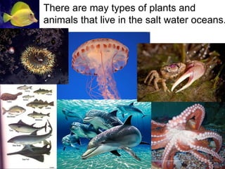 There are may types of plants and animals that live in the salt water oceans. 