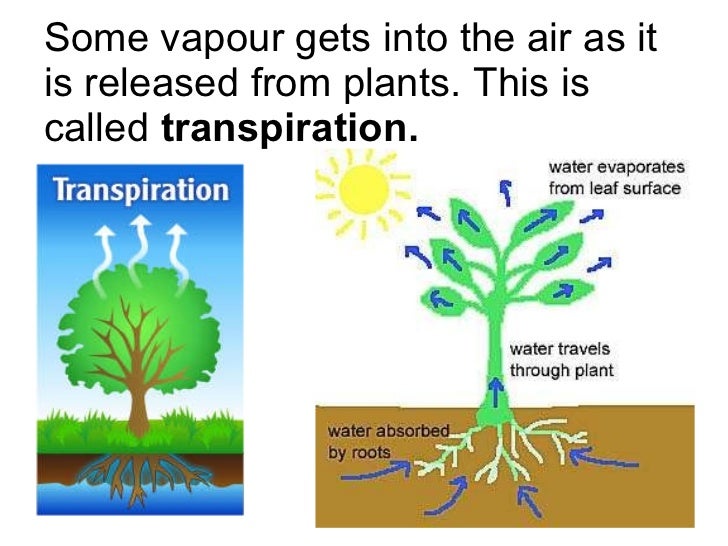 The water cycle