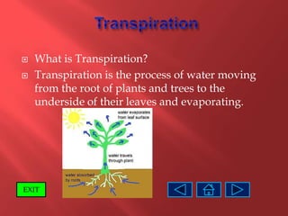    What is Transpiration?
   Transpiration is the process of water moving
    from the root of plants and trees to the
    underside of their leaves and evaporating.




EXIT
 