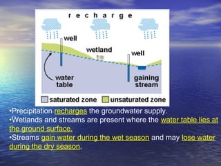 •Precipitation recharges the groundwater supply.
•Wetlands and streams are present where the water table lies at
the ground surface.
•Streams gain water during the wet season and may lose water
during the dry season.

 
