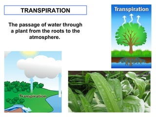 TRANSPIRATION
The passage of water through
a plant from the roots to the
atmosphere.

 
