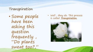 Transpiration
• Some people
have been
asking this
question
frequently ,
“Do plants
sweat too?,”
• Well , they do. This process
is called Transpiration.
 