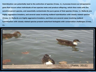 Hybridization can potentially lead to the extinction of species (Cross, 1). A process known as introgressive

gene flow occurs when individuals of two species mate and produce offspring, which then mate with the

sensitive parent species, and essentially contaminate the pure genes of that species (Cross, 1). Mallards are

highly aggressive breeders, and several cases involving mallard hybridization with closely related species

(Cross, 1). Mallards are highly aggressive breeders, and there are several cases involving mallard

hybridization with closely related species present waterfowl biologists with conservation challenges (Cross,

1).




                                                                                   (Fields, 2012)
 