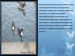 Many waterfowl hybrids may be unable to attract

                 a mate because they are not recognized by

                 individuals of either parent species as their own

                 kind (Cross, 1). Hybrids often exhibit

                 intermediate physical characteristics and

                 behaviors that render them unable to attract a

                 mate (Cross, 1). Male hybrids in particular, may

                 not have the ability to perform courtship rituals

                 necessary to establish and maintain pair bonds

                 (Cross, 1).




(Fields, 2012)
 