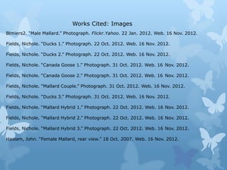 Works Cited: Images
Blmiers2. “Male Mallard.” Photograph. Flickr.Yahoo. 22 Jan. 2012. Web. 16 Nov. 2012.

Fields, Nichole. “Ducks 1.” Photograph. 22 Oct. 2012. Web. 16 Nov. 2012.

Fields, Nichole. “Ducks 2.” Photograph. 22 Oct. 2012. Web. 16 Nov. 2012.

Fields, Nichole. “Canada Goose 1.” Photograph. 31 Oct. 2012. Web. 16 Nov. 2012.

Fields, Nichole. “Canada Goose 2.” Photograph. 31 Oct. 2012. Web. 16 Nov. 2012.

Fields, Nichole. “Mallard Couple.” Photograph. 31 Oct. 2012. Web. 16 Nov. 2012.

Fields, Nichole. “Ducks 3.” Photograph. 31 Oct. 2012. Web. 16 Nov. 2012.

Fields, Nichole. “Mallard Hybrid 1.” Photograph. 22 Oct. 2012. Web. 16 Nov. 2012.

Fields, Nichole. “Mallard Hybrid 2.” Photograph. 22 Oct. 2012. Web. 16 Nov. 2012.

Fields, Nichole. “Mallard Hybrid 3.” Photograph. 22 Oct. 2012. Web. 16 Nov. 2012.

Haslam, John. “Female Mallard, rear view.” 18 Oct. 2007. Web. 16 Nov. 2012.
 