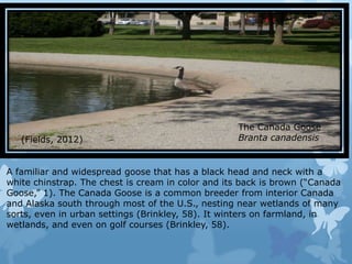 The Canada Goose
   (Fields, 2012)                                   Branta canadensis


A familiar and widespread goose that has a black head and neck with a
white chinstrap. The chest is cream in color and its back is brown (“Canada
Goose,” 1). The Canada Goose is a common breeder from interior Canada
and Alaska south through most of the U.S., nesting near wetlands of many
sorts, even in urban settings (Brinkley, 58). It winters on farmland, in
wetlands, and even on golf courses (Brinkley, 58).
 