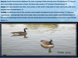 Behavior: Canada Geese feed by dabbling in the water or grazing in fields and large lawns (“Canada Goose,” 1). They are

often seen in flight moving in pairs or flocks. The flocks often assume a “V” formation (“Canada Goose,” 1).

Habitat: Just about anywhere near lakes, rivers, ponds, or other small or large bodies of water, and in yards, park lawns,

and farm fields (“Canada Goose,” 1).

Breeding: Canada Geese mate for life, and pairs remain together throughout the year (“Canada Goose,” 1). They mate

“assortatively,” meaning larger birds choose larger mates, and smaller ones choose smaller mates (“Canada Goose,” 1).

The male is usually larger than the female, and most Canada Geese do not mate until they are four years of age (“Canada

Goose,” 1).




                                                                                            (Fields, 2012)
 