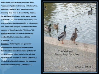 Both sexes have a white-bordered, blue

“speculum” patch in the wing (“Mallard,” 1).

Behavior: Mallards are “dabbling ducks,”

meaning they feed in the water by tipping

forward and grazing on underwater plants

(“Mallard,” 1). They almost never dive, and

are very tame ducks especially in city ponds,

and often when grouped together with other

species of dabbling ducks (“Mallard,” 1).

Habitat: Mallards can live in almost any

wetland habitat, natural or artificial

(“Mallard,” 1).

Breeding: Mallard pairs are generally

monogamous, but paired males pursue

females other than their mates (“Mallard,”
                                                  The Mallard
1). The pairing takes place in the fall, but    Anus platyrhynchos
courtship can be seen all winter (“Mallard,”

1). Only the female incubates the eggs and

takes care of the young (“Mallard,” 1).

                                                               (Fields, 2012)
 