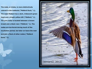 The male, or drake, is more distinctively

colored in the mallards (“Mallard Duck,” 1).

The male Mallard has a dark, iridescent-green

head and a bright yellow bill (“Mallard,” 1).

The gray body is located between a brown

breast and a black rear (“Mallard,” 1). The

males are territorial during much of the

incubation period, but later on leave the nest

and join a flock of other males (“Mallard

Duck,” 1).




                                                 (blmiers2, 2012)
 
