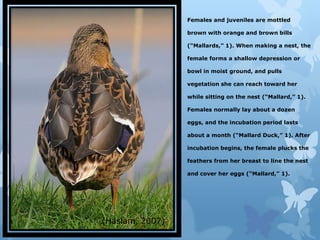 Females and juveniles are mottled

                 brown with orange and brown bills

                 (“Mallards,” 1). When making a nest, the

                 female forms a shallow depression or

                 bowl in moist ground, and pulls any

                 vegetation that she can reach toward her

                 while sitting on the nest (“Mallard,” 1).

                 Females normally lay about a dozen

                 eggs, and the incubation period lasts

                 about a month (“Mallard Duck,” 1). After

                 incubation begins, the female plucks the

                 feathers from her breast to line the nest

                 and cover her eggs (“Mallard,” 1).




(Haslam, 2007)
 