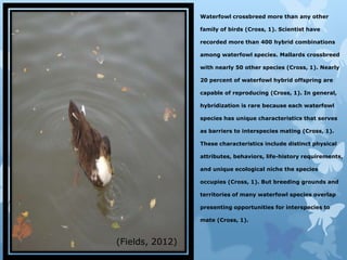Waterfowl crossbreed more than any other

                                  family of birds (Cross, 1). Scientist have
The Mallard Hybrid…..
                                  recorded more than 400 hybrid combinations

                                  among waterfowl species. Mallards crossbreed

                                  with nearly 50 other species (Cross, 1). Nearly

                                  20 percent of waterfowl hybrid offspring are

                                  capable of reproducing (Cross, 1). In general,

                                  hybridization is rare because each waterfowl

                                  species has unique characteristics that serves

                                  as barriers to interspecies mating (Cross, 1).

                                  These characteristics include distinct physical

                                  attributes, behaviors, life-history requirements,

                                  and an unique ecological niche the species

                                  occupies (Cross, 1). But breeding grounds and

                                  territories of many waterfowl species overlap

                                  presenting opportunities for interspecies to

                                  mate (Cross, 1).



                 (Fields, 2012)
 