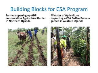 Building Blocks for CSA Program
Farmers opening up ADP
conservation Agriculture Garden
in Northern Uganda
Minister of Agriculture
inspecting a CSA Coffee Banana
garden in western Uganda
 