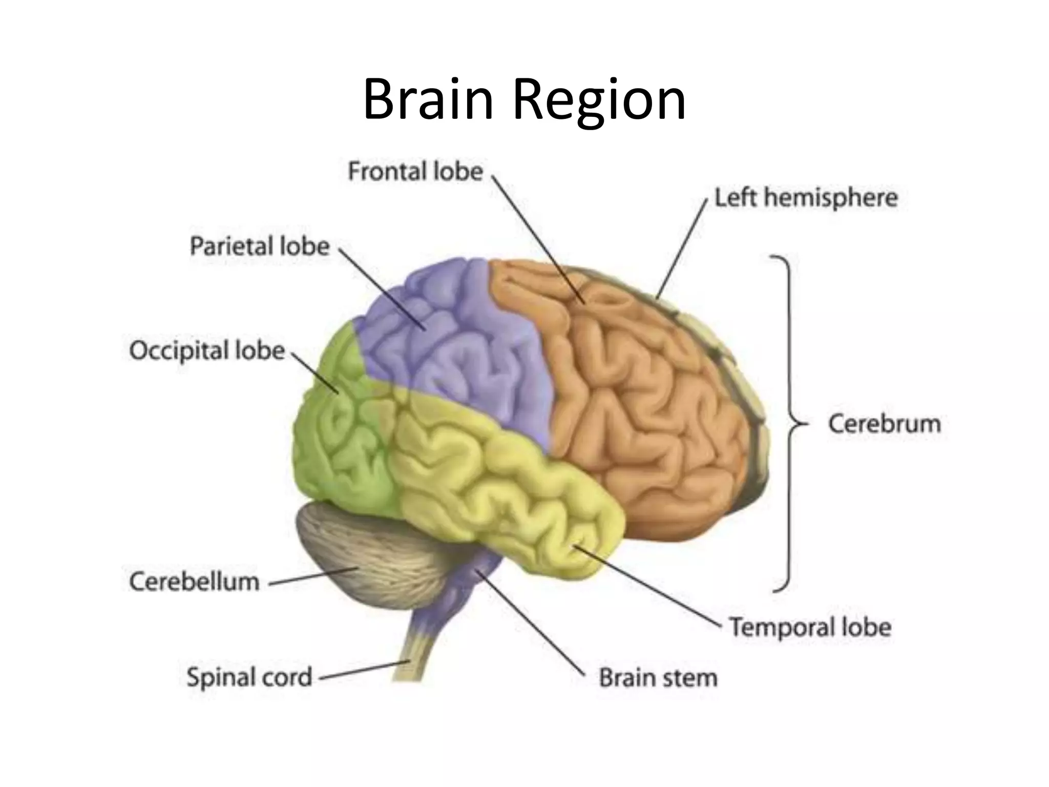 Brain Region
 