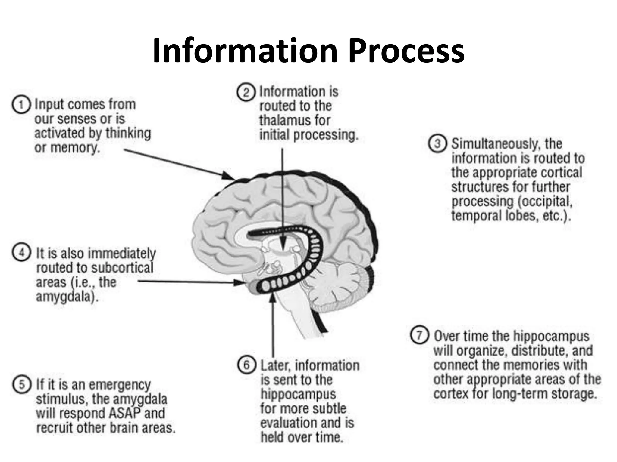 Information Process
 