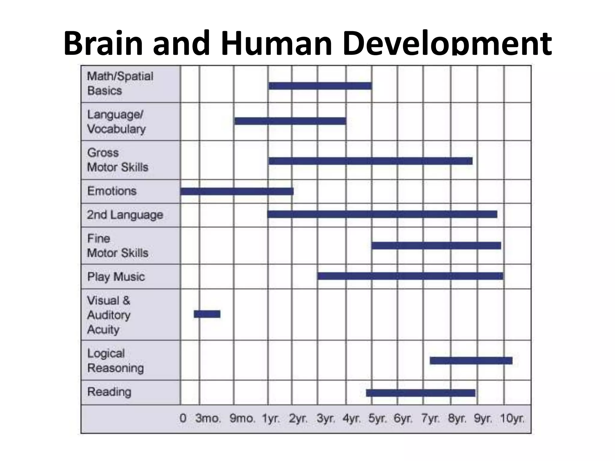 Brain and Human Development
 